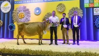 Ella au Gaec de la Haute Folie est la grande championne jersiaise. (©Sia) Ella au Gaec de la Haute Folie est la grande championne jersiaise. (©Sia)