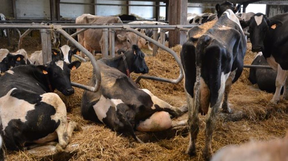 L'acétonémie peut toucher toutes les vaches, les plus hautes productrices n'y échappent pas. Pour éviter l’amaigrissement en début de lactation, il faut éviter qu'elles s’engraissent excessivement durant le tarissement. (©Terre-net Média)