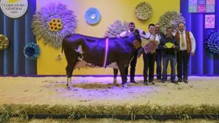 Gentiane au Gaec Fouinet est la championne adulte du concours. (©Sia) Gentiane au Gaec Fouinet est la championne adulte du concours. (©Sia)