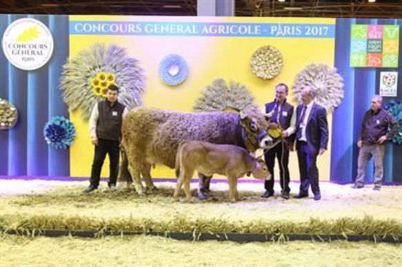 Dragonne, championne Aubrac
