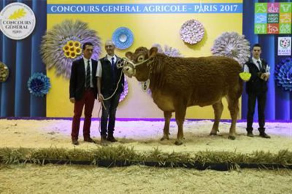 Janita est la championne de la race limousine.