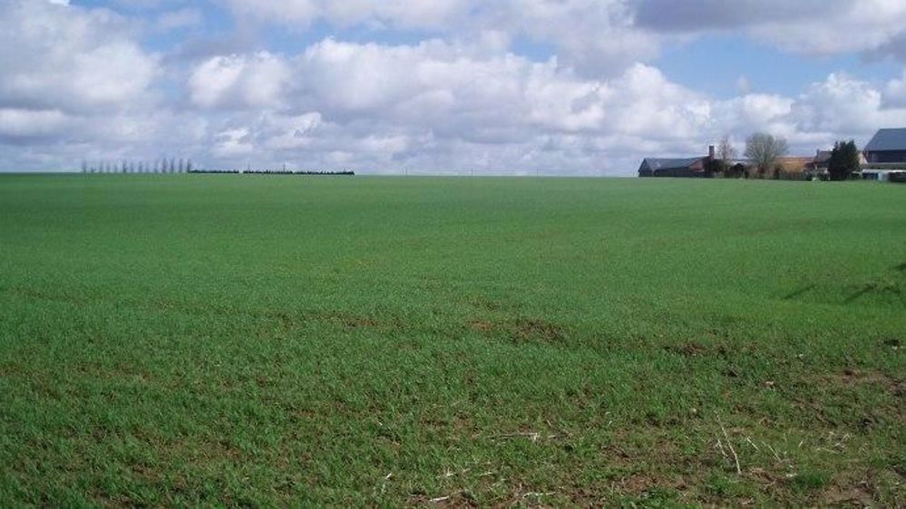 Le blé américain souffre d'un manque de précipitations depuis mi-janvier, et aucune pluie n'est prévue sur les 15 prochains jours. (©Terre-net Média)