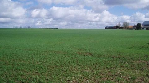Le blé américain souffre d'un manque de précipitations depuis mi-janvier, et aucune pluie n'est prévue sur les 15 prochains jours. (©Terre-net Média)