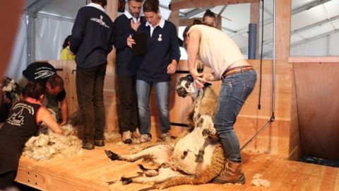 En cinq jours, près de 5.000 moutons seront mis à nu lors du Mondial de tonte de moutons. (©Terre-net Média)