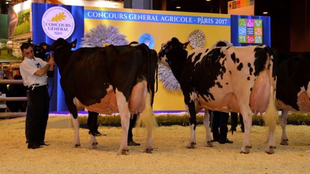Cliquez sur les liens en bleu pour accéder aux palmarès et revoir les vidéos des concours bovins du Salon de l’agriculture 2017. (©Terre-net Média) 