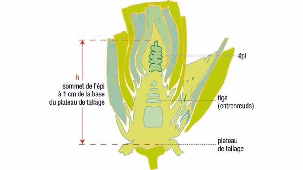 Figure 1 : Coupe longitudinale d’une tige de blé tendre (©gembloux. ulg. ac. be)