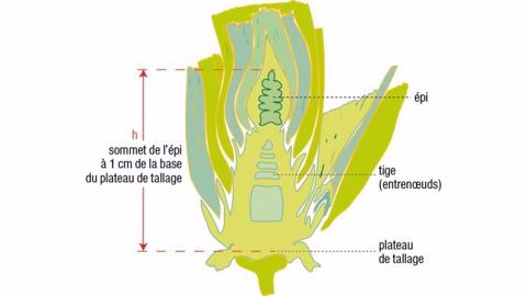 Figure 1 : Coupe longitudinale d’une tige de blé tendre (©gembloux. ulg. ac. be) Figure 1 : Coupe longitudinale d’une tige de blé tendre (©gembloux. ulg. ac. be)