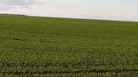 Aux États-Unis, le climat se réchauffe à nouveau, ce qui permet un développement précoce des cultures d’hiver de blé. (©Terre-net Média)