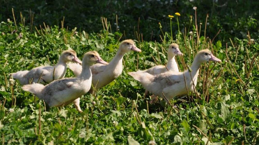 A l'avenir, les éleveurs devront sans doute être capables de garder les canards à l'intérieur en bâtiment durant la migration des oiseaux sauvages du 15 novembre au 15 janvier. (©Terre-net Média)