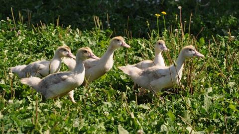 A l'avenir, les éleveurs devront sans doute être capables de garder les canards à l'intérieur en bâtiment durant la migration des oiseaux sauvages du 15 novembre au 15 janvier. (©Terre-net Média)