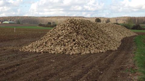 En 2017-2018, la production mondiale de sucre pourrait atteindre 178 millions de tonnes (Mt), soit 3 Mt de plus qu'en 2016/17. (©Terre-net Média)