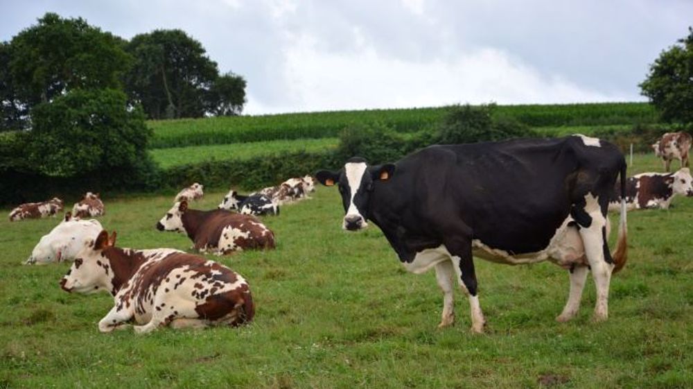 Selon les experts de l'Inra, une suppression totale de l’élevage se traduirait par la perte de services environnementaux tels que la fertilisation organique des terres ou encore l’entretien des prairies riches en biodiversité. (©Terre-net Média)