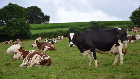 Selon les experts de l'Inra, une suppression totale de l’élevage se traduirait par la perte de services environnementaux tels que la fertilisation organique des terres ou encore l’entretien des prairies riches en biodiversité. (©Terre-net Média)