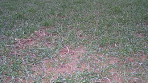 Les pluies sont attendues sous 8 à 15 jours aux Etats-Unis. (©Terre-net Média)