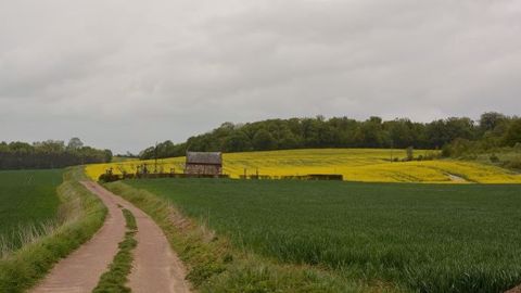 FranceAgriMer confirme les premières prévisions pour la France : les surfaces en colza sont en baisse de 7 % par rapport à 2015-2016. (©Terre-net Média) FranceAgriMer confirme les premières prévisions pour la France : les surfaces en colza sont en baisse de 7 % par rapport à 2015-2016. (©Terre-net Média)
