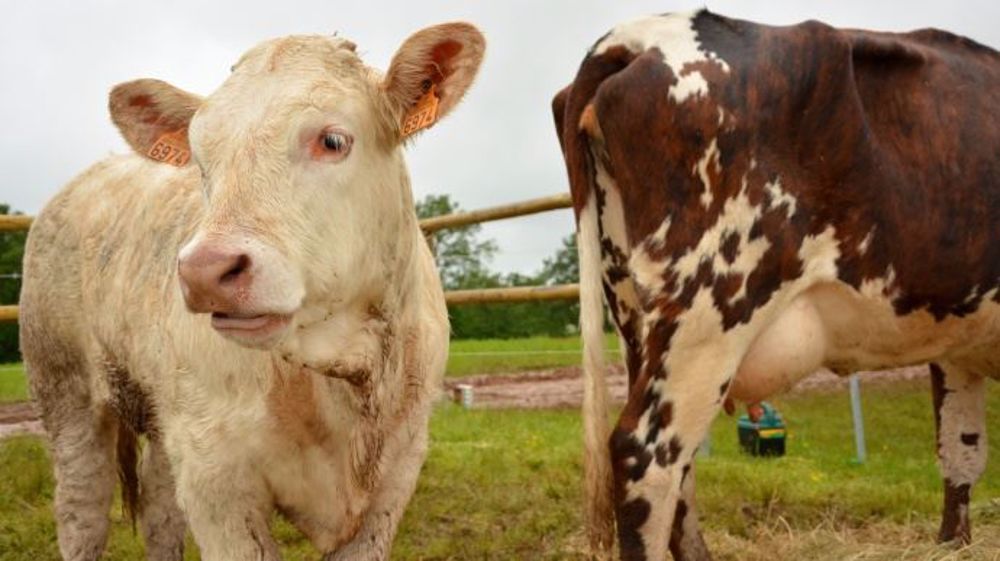 Combien vous revient la production de 1 kg de viande équivalent carcasse ou 1 000 litres de lait ? (©Terre-net Média)