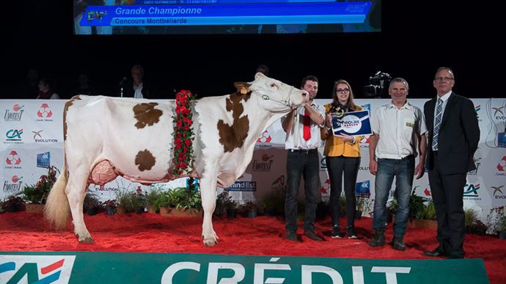 Grande championne Montbéliarde Eurogénétique 2017 : Capstar (©S.Toledo/TNM) Grande championne Montbéliarde Eurogénétique 2017 : Capstar (©S.Toledo/TNM)
