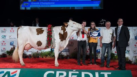 Grande championne Montbéliarde Eurogénétique 2017 : Capstar (©S.Toledo/TNM) Grande championne Montbéliarde Eurogénétique 2017 : Capstar (©S.Toledo/TNM)