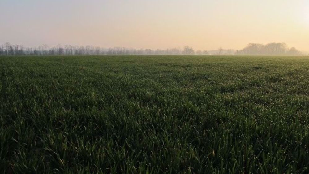 La chute des températures pourrait être néfaste pour<strong> </strong>les cultures de blé, qui sont actuellement dans une phase de développement critique. (©Terre-net Média)
