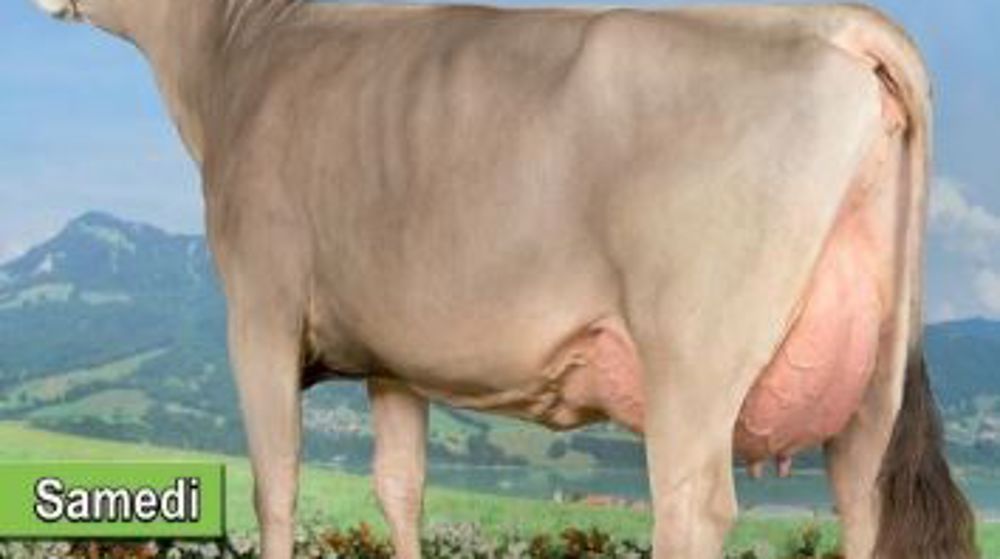 Affiche journée chatillonnaise brune 2017