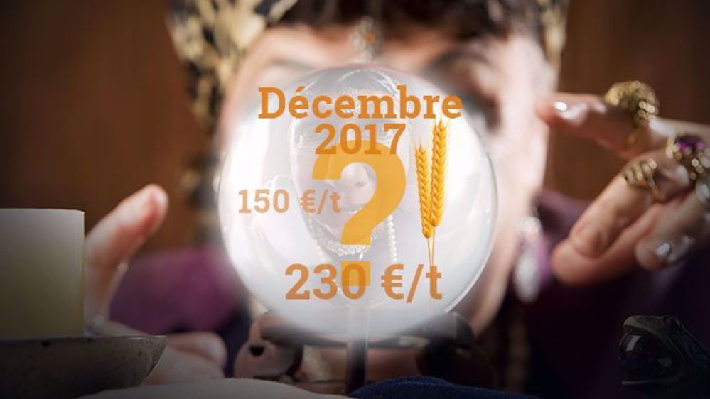 Comment vont évoluer les prix des grains dans les prochaines semaines et prochains mois ? Comment construire sa stratégie de commercialisation pour sa prochaine récolte ? (©Terre-net Média)