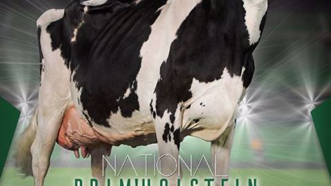 Concours national prim'holstein 2017 Concours national prim'holstein 2017