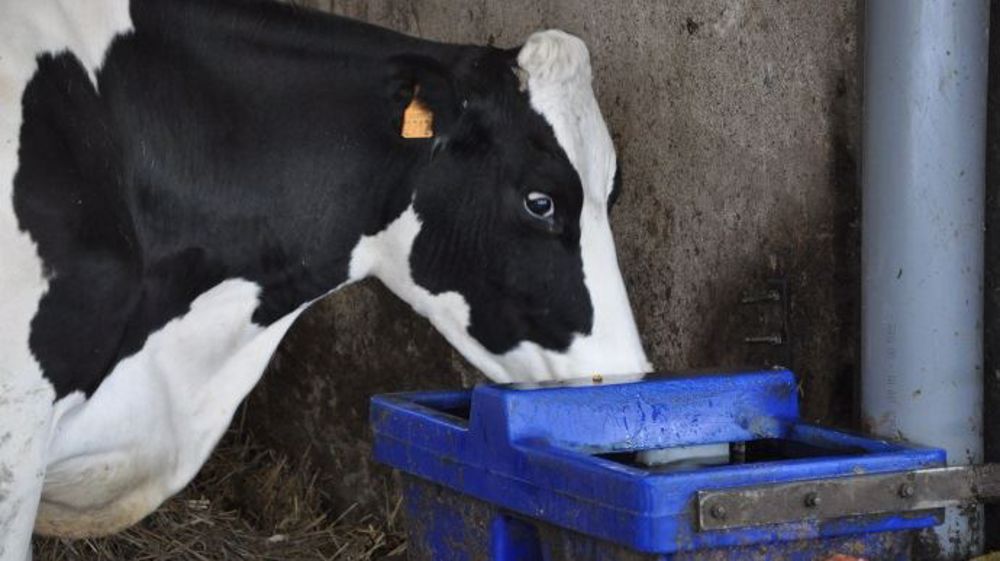 Une vache doit boire près de quatre fois plus que sa production laitière, soit une centaine de litres si sa ration est à base de maïs ensilage. (©Terre-net Média)