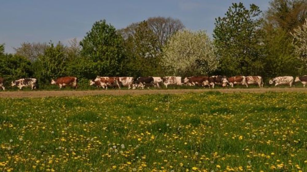 Plus de 8 éleveurs laitiers sur 10 sortent leurs vaches dans les pâturages. (©Terre-net Média)