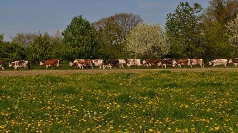 Plus de 8 éleveurs laitiers sur 10 sortent leurs vaches dans les pâturages. (©Terre-net Média)