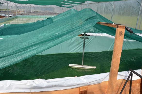 nursery de spiruline