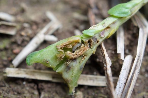 Les attaques d’altises à l’automne peuvent très fortement endommager le colza. Les variétés vigoureuses au départ constituent une stratégie d’évitement efficace. Découvrez-en plus sur les Hybrides DEKALB Installation Rapide.