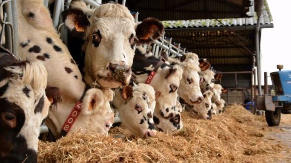 Le groupe MLC repose sur quelque 800 exploitations. (©Terre-net Média)