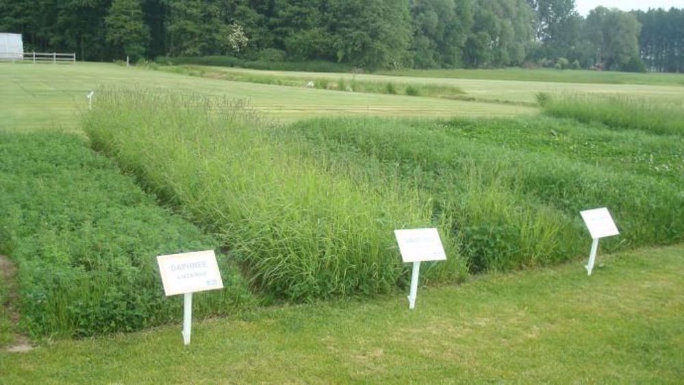 Depuis une vingtaine d’années, le progrès de rendement des plantes fourragères est de 250 kg par hectare et par an. (©Gnis)