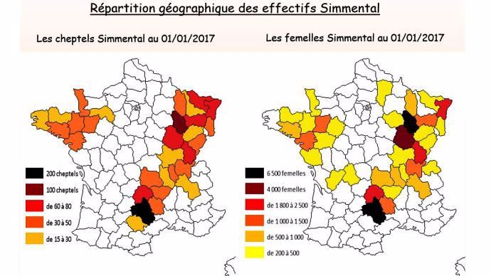 La répartition géographique des simmentals en France
