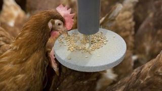 PickPuck : distributeur d'aliment qui use naturellement la pointe du bec des poules. (©Big Dutchman International) PickPuck : distributeur d'aliment qui use naturellement la pointe du bec des poules. (©Big Dutchman International)