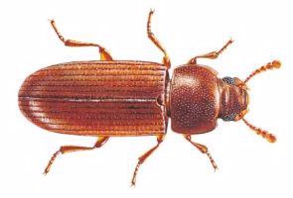 Tribolium Confusum