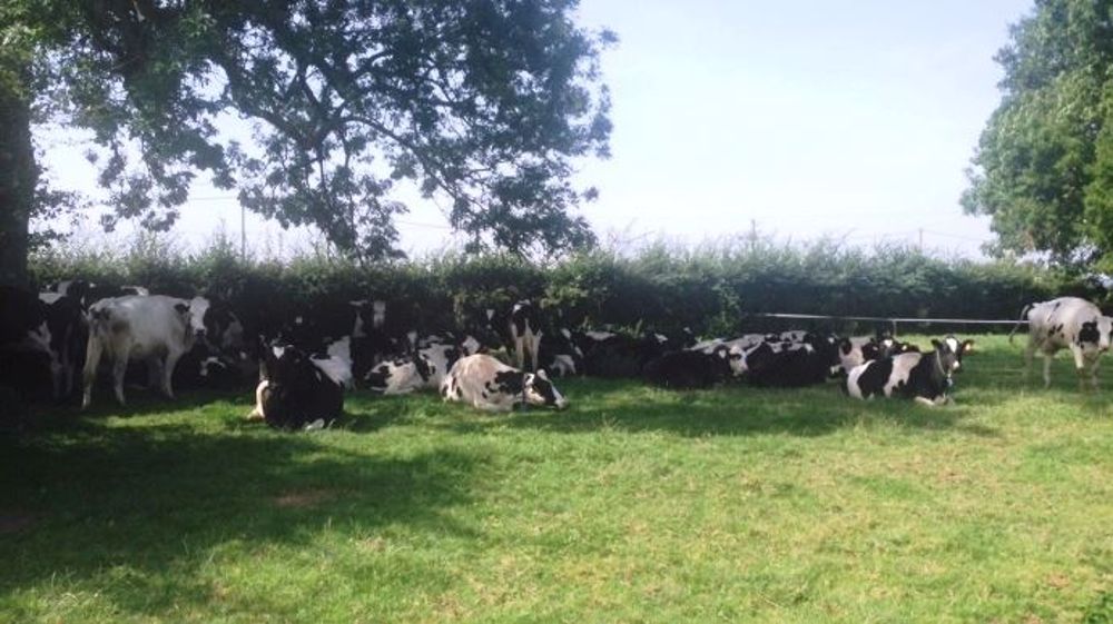 Les vaches au pâturage préfèrent s'abriter à l'ombre. (©Terre-net Média)