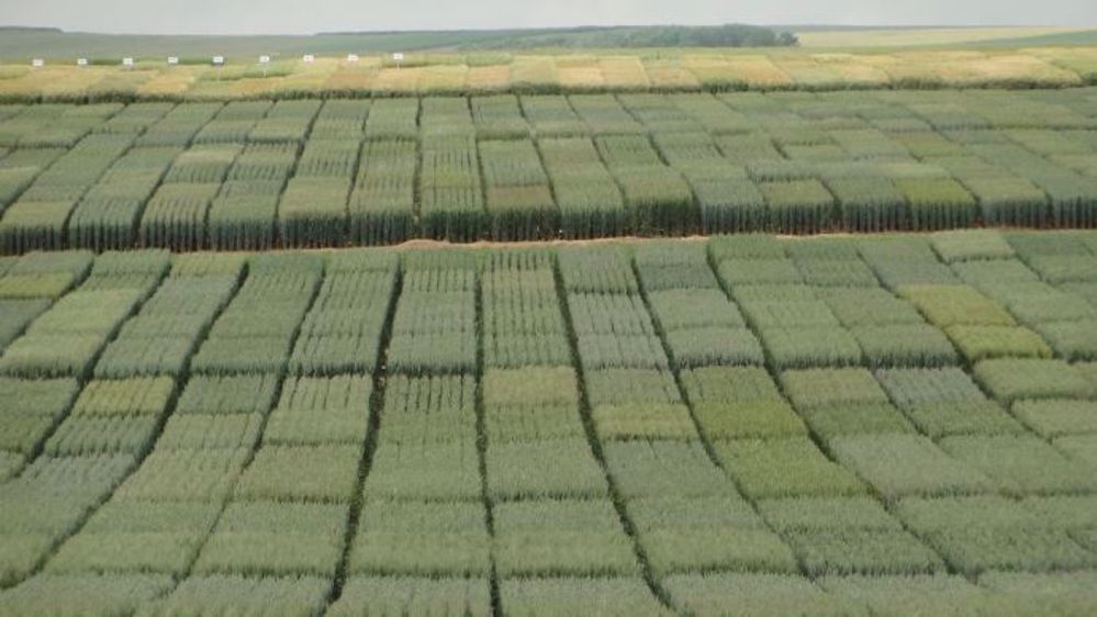 Les essais de variétés donnent leurs premiers résultats. (©Arvalis)