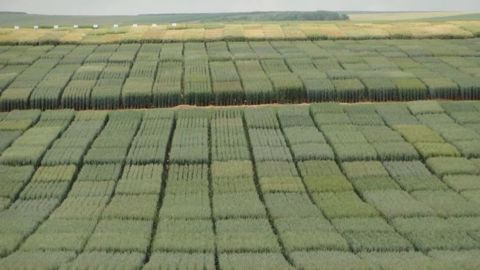 Les essais de variétés donnent leurs premiers résultats. (©Arvalis)
