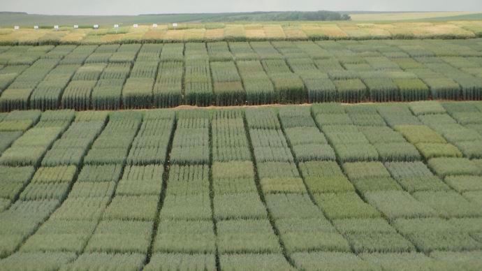 Parcelles d'essais variétaux.