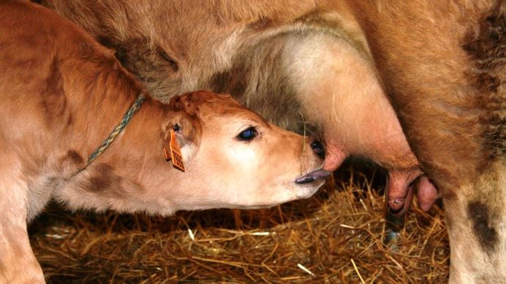 Le sevrage du veau contribue au tarissement de sa mère. (©Terre-net Média)