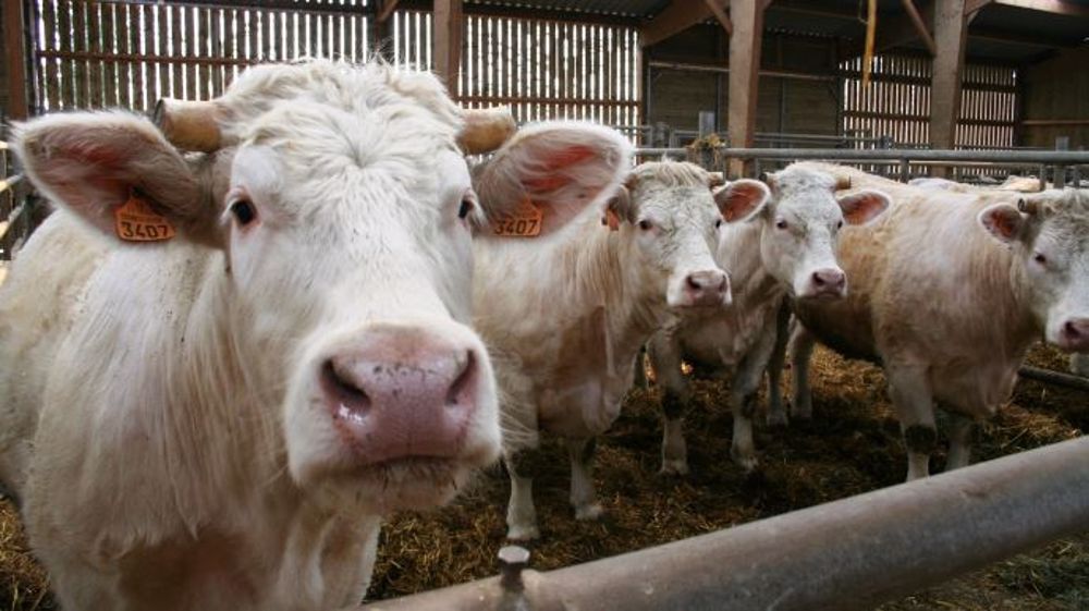 L'abattage à la ferme est interdit et lourdement sanctionné en France. Cependant, il permettrait de réduire le stress des animaux lié au transport et aux manipulations à l'abattoir. (©Terre-net Média) 