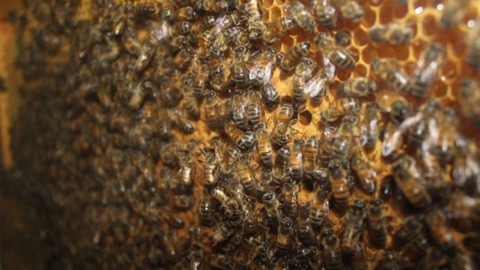 Abeilles