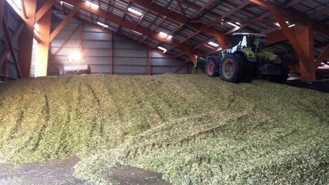 Certains éleveurs décident même de conserver leur ensilage de maïs à l'abri pour le protéger des intempéries et ainsi gagner en confort de travail. (©Terre-net Média)