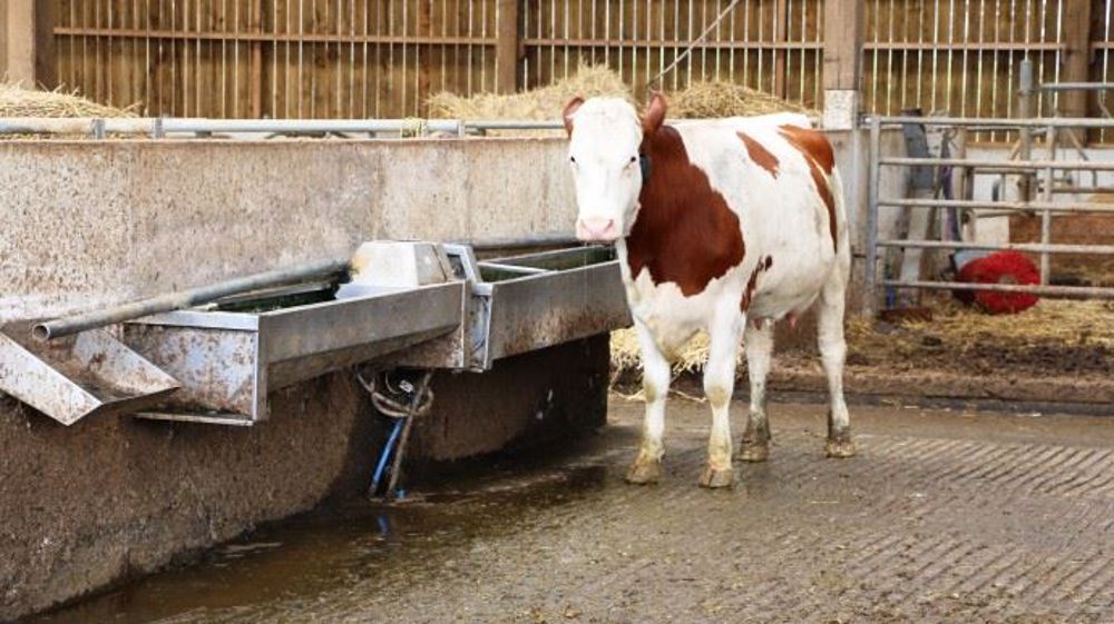 Dans la stabulation, les abreuvoirs peuvent être rapidement souillés par des déjections, des résidus d'aliments ou lors du paillage. (©Terre-net Média) 