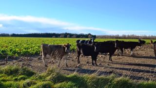 Les vaches passent l’hiver dans les betteraves fourragères Les vaches passent l’hiver dans les betteraves fourragères