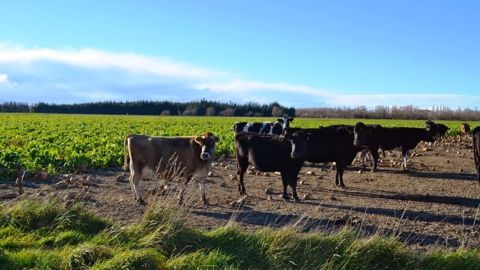 Les vaches passent l’hiver dans les betteraves fourragères Les vaches passent l’hiver dans les betteraves fourragères
