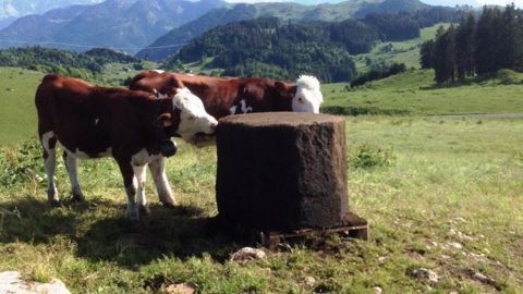 Maxilic gestation est, malgré son poids de 800 kg, facilement transportable en étant posé sur une palette (©Nutrilac) Maxilic gestation est, malgré son poids de 800 kg, facilement transportable en étant posé sur une palette (©Nutrilac)