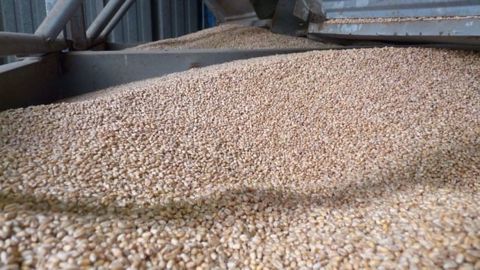 Les prévisions de stocks de blé de fin de campagne s'envolent à 264,7 Mt. (©Terre-net Média)