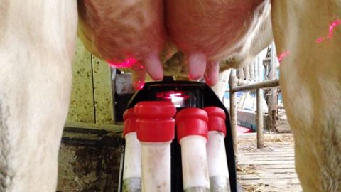 En traite robotisée, les poils sur la mamelle peuvent compliquer la détection des trayons par le laser. (©Terre-net Média) 